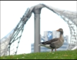 BMW und Olympiapark mit Graugans...